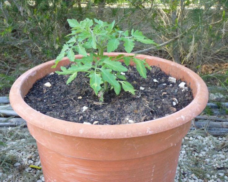 Cherry tomato plant in pot