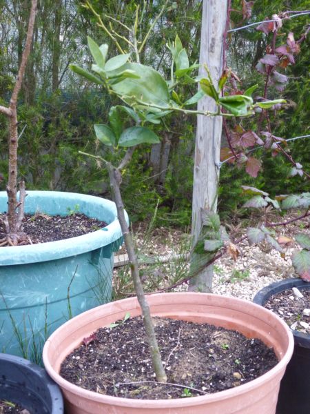 Lime Tree growing in pot