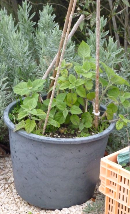 Physalis growing in a pot
