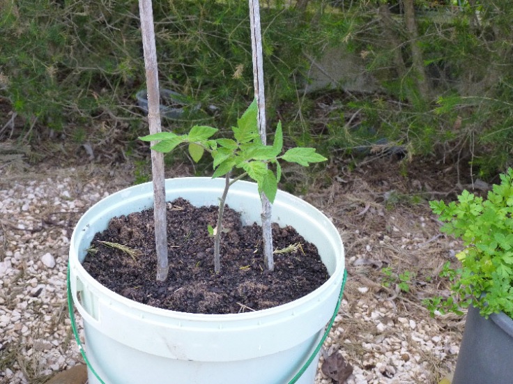 Plum Tomato plant in pot