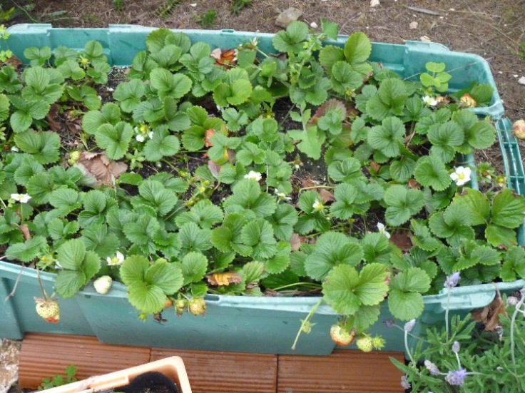 Strawberries growing in a container
