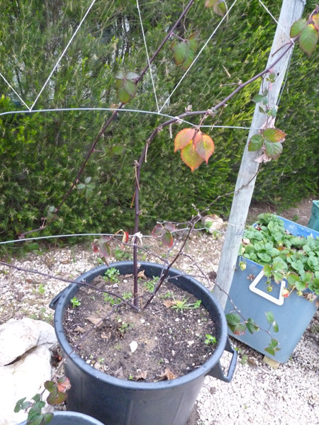 Tayberry bush growing in pot