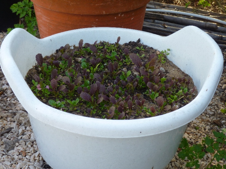 Growing Baby Leaf Salad in a Container