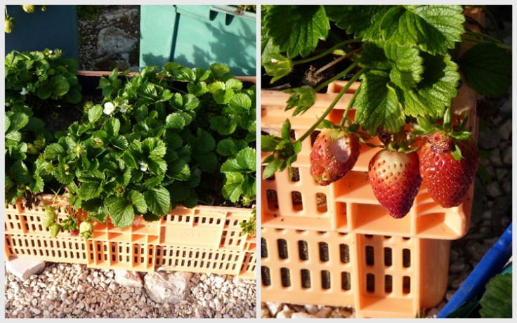 Strawberries growing in a container