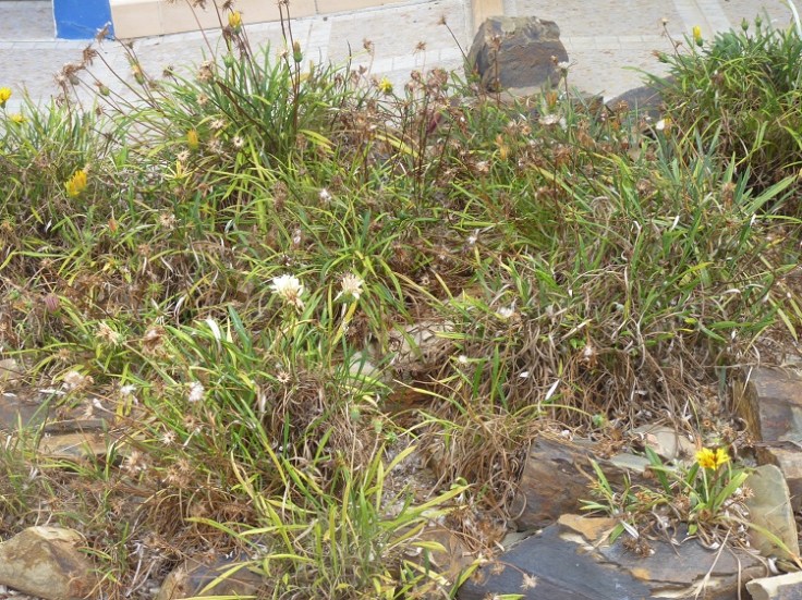 Gazanias are not drought resistant. (July 2016)