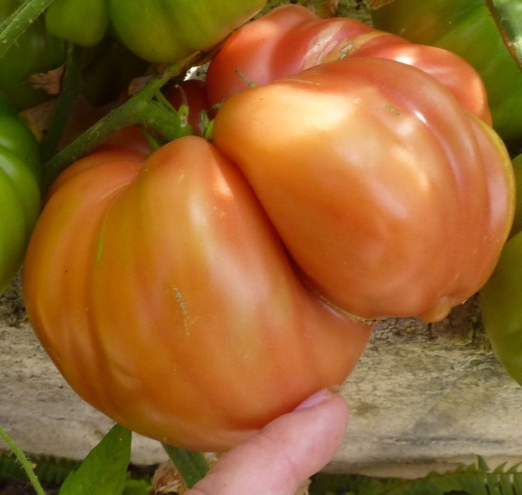 Monster Tomato!