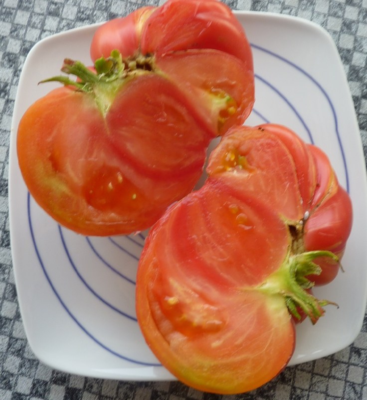 The tomato weighed 1lb 8 oz!