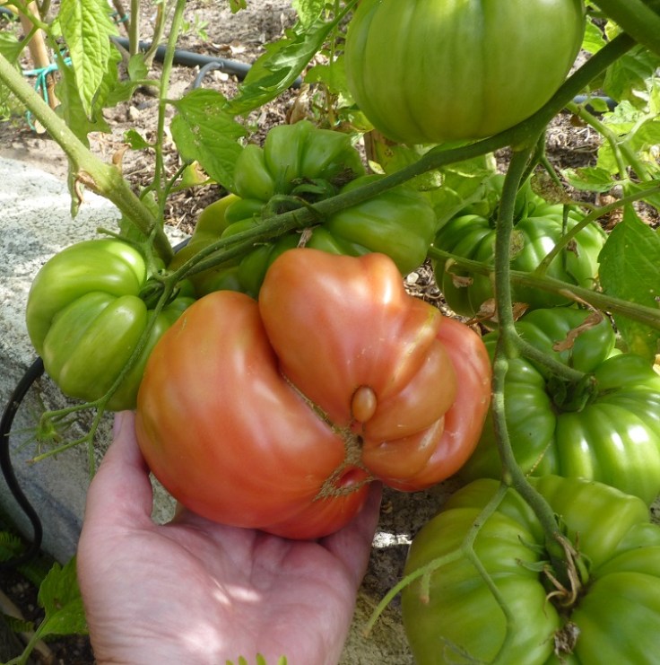 Giant Tomatoes