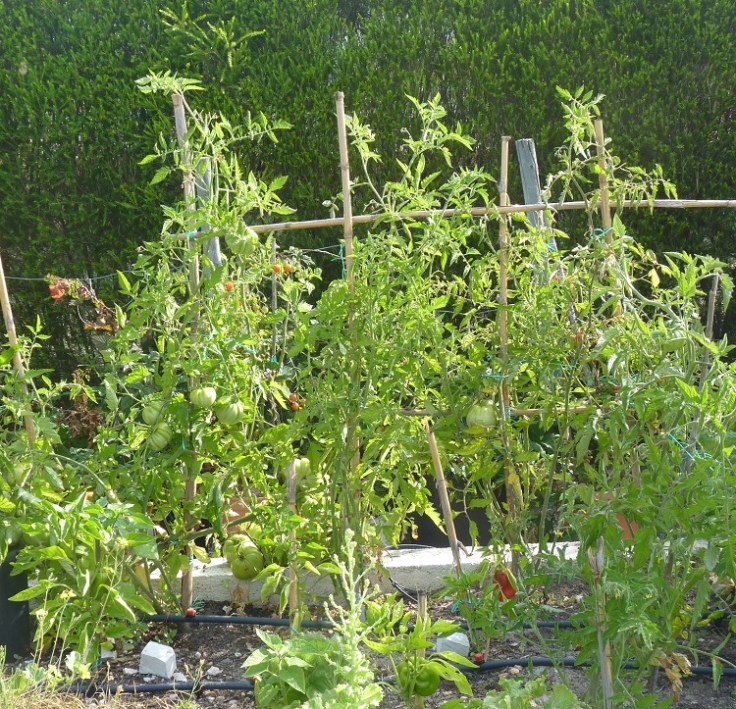 These tomato plants the mother of the monster tomatoes!