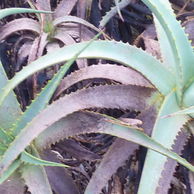 aloe vera barbadensis leaf juice ALOE JUICE – Cheryls Herbs