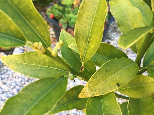 Kumquat Tree - Chlorosis, uniform yellowing of leaves