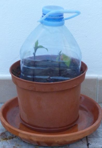 Cover Hibiscus cuttings with plastic water bottle