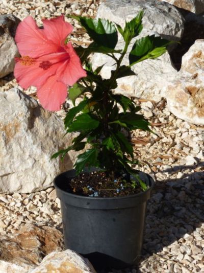 Hibiscus cuttings one year later