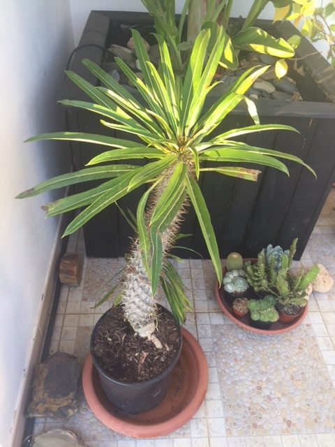 Pachypodium Lamerei  Madagascar Cactus Palm  Piglet in Portugal