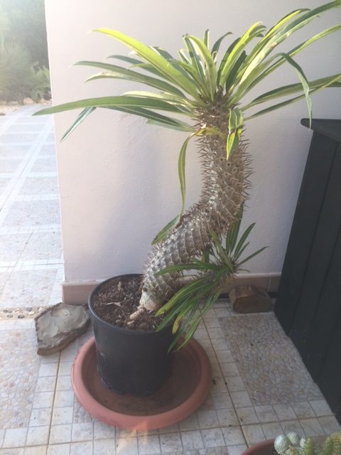 Pachypodium Lamerei