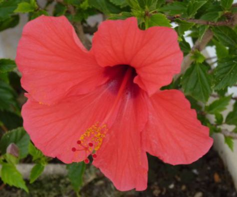 Red Hibiscus Flower