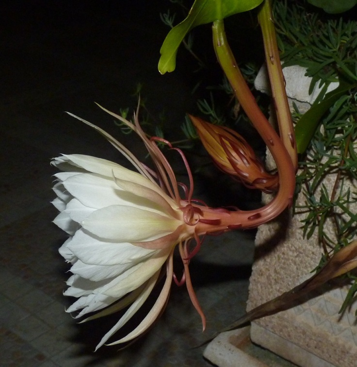 Queen of the Night Orchid Cactus (Epiphyllum Oxypetalum) - starting to open