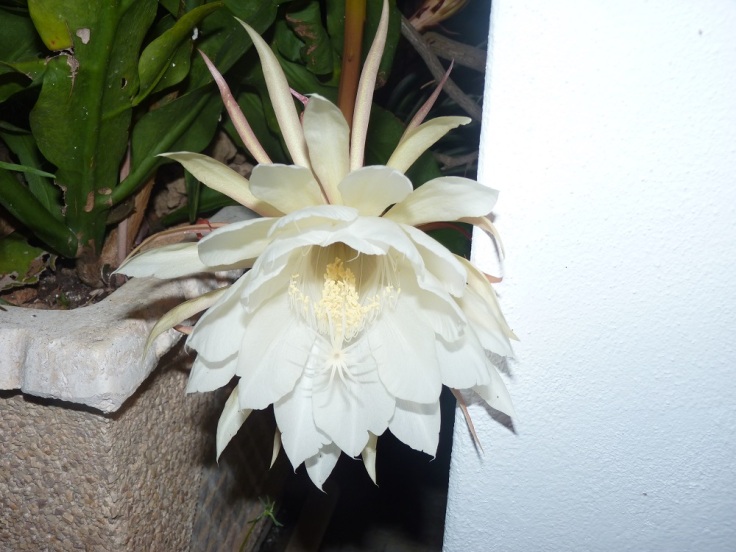 Epiphyllum Oxypetalum (Queen of the Night) only flowers at night