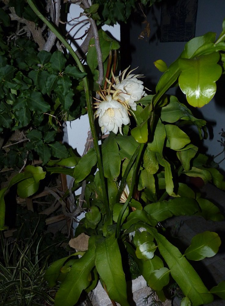 Oxypetalum (Queen of the Night) only flowers at night