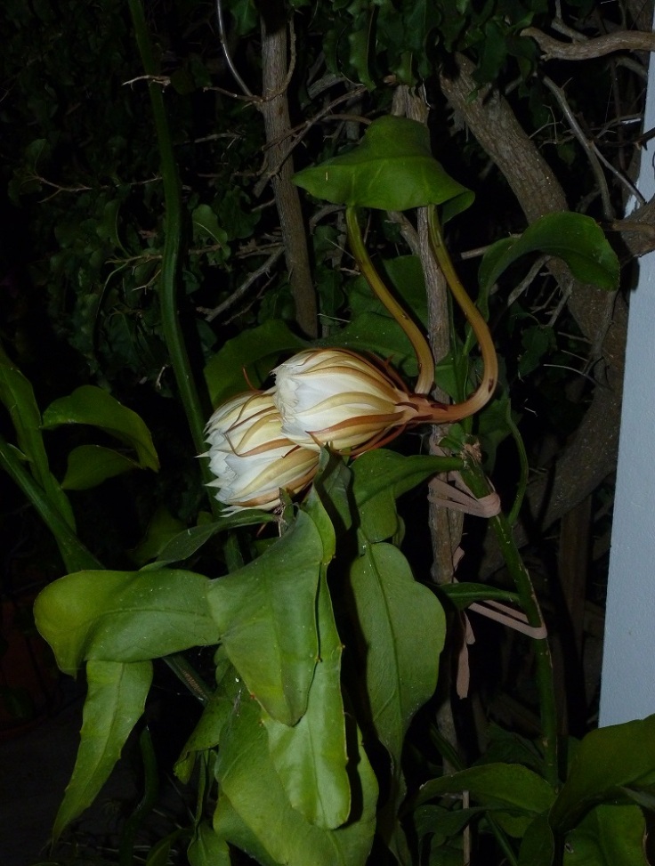Oxypetalum (Queen of the Night) only flowers at night. Buds starting to open.