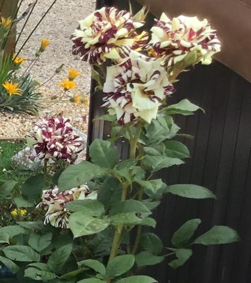 Abracadabra - Hybrid Tea Rose