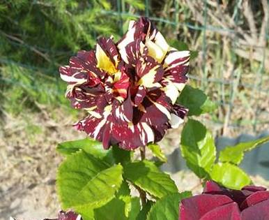 Abracadabra- Hybrid Tea Rose