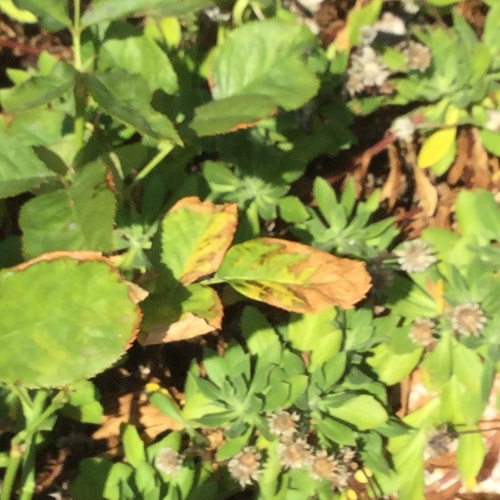 The leaves are turning brown