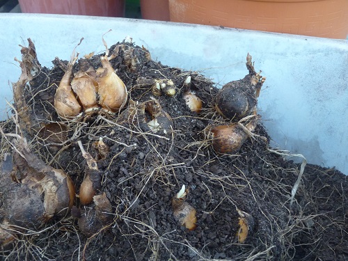 Daffodil Bulbs