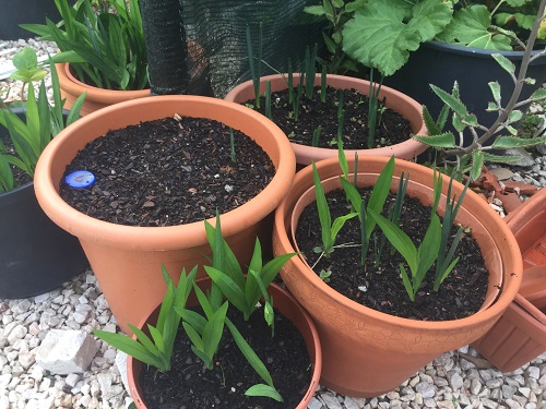 Daffodils and Freesias (22nd November 2018) 