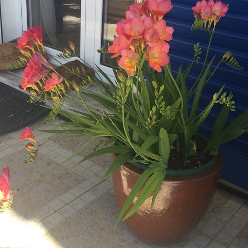 Freesias 12th March 2018