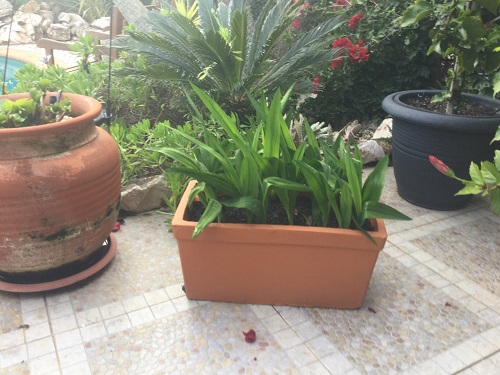 Frieshas 22nd Nov 2018