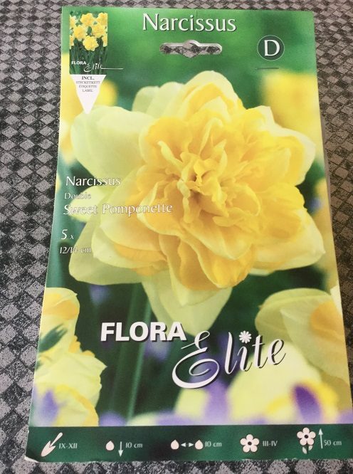 Narcissus