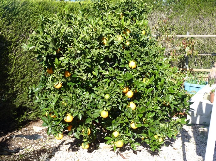 Oranges in November