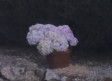 Hydrangeas can grow well in pots