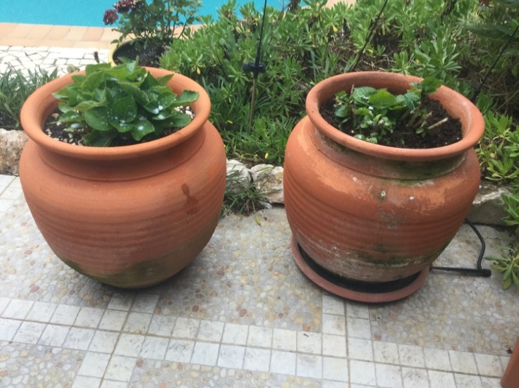 Growing Hydrangeas in Pots