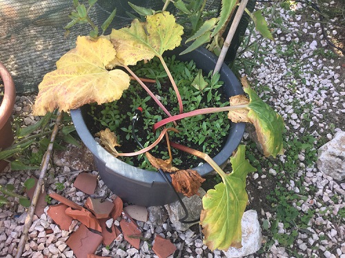 Growing Rhubarb in Pots