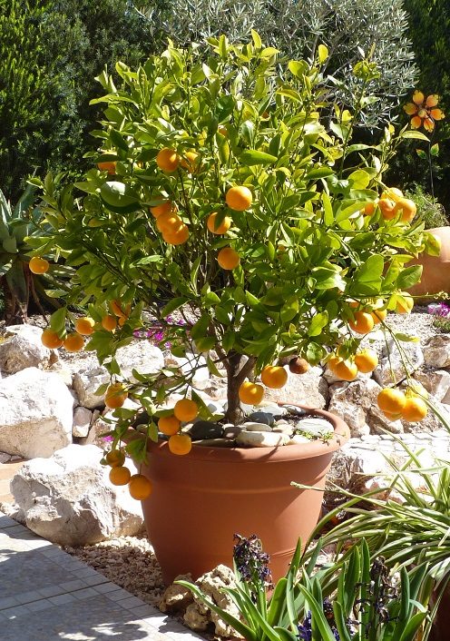 Ornamental Orange Tree - Western Algarve