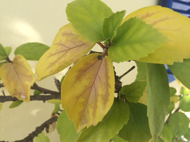 Yellow Hibiscus leaves with brown centre
