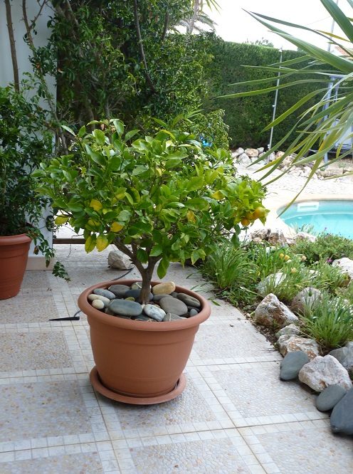 Ornamental orange tree growing in a pot