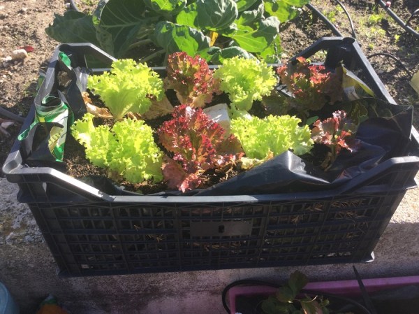 Upcycle old plastic crates to grow salad crops