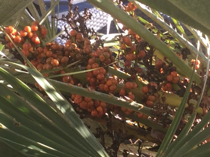 Mediterranean Fan Palm, Chamaerops humilis