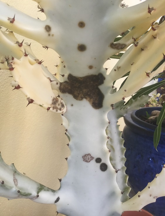 Discoloration Euphorbia Lactea White Ghost 