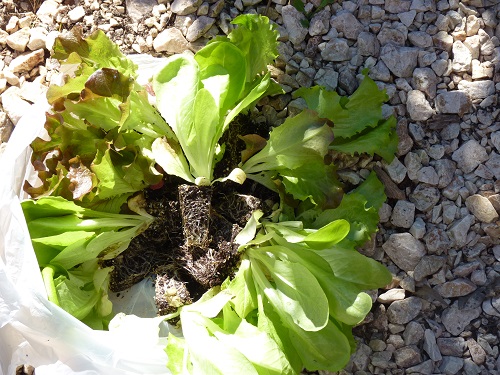 Lettuce seedlings 7th January 2019