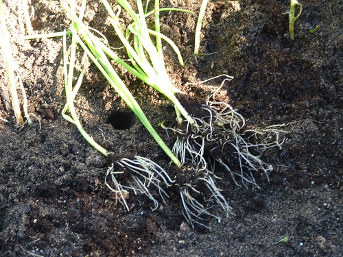 Onion plants 7th January 2019