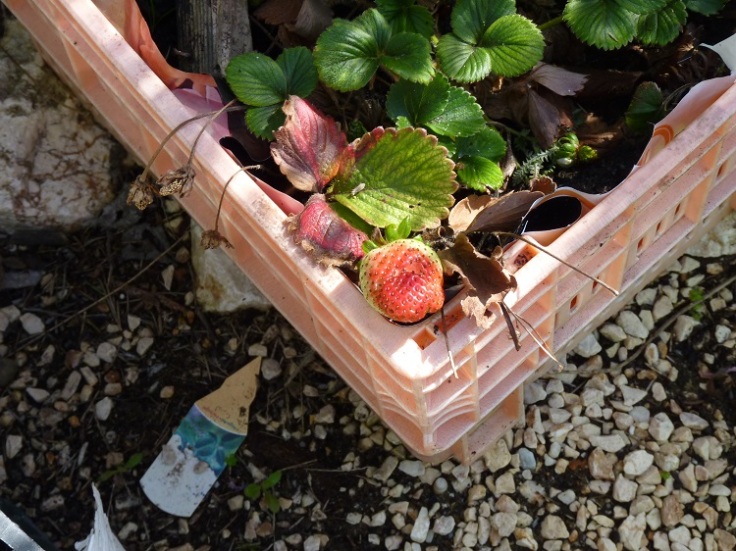 Growing strawberries in containers - Feb
