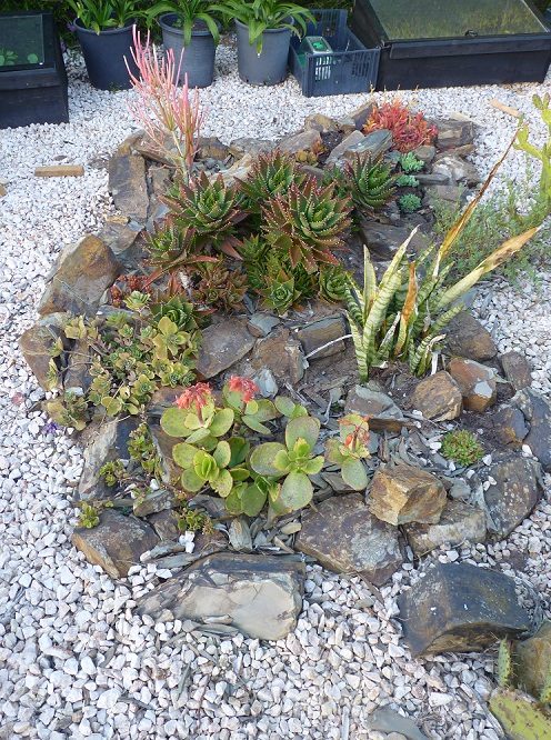 SoS: Creating a Succulent Garden (Part I)  Piglet in Portugal