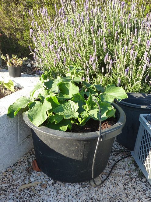 Cucumbers grow well in pots