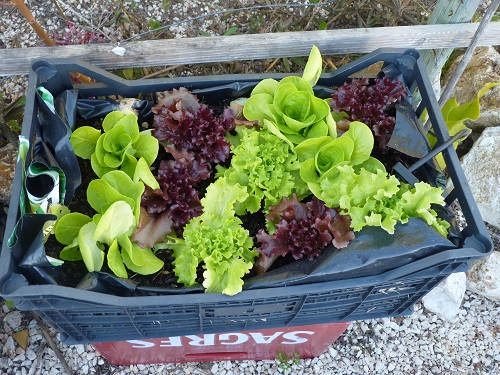 Growing lettuce in container