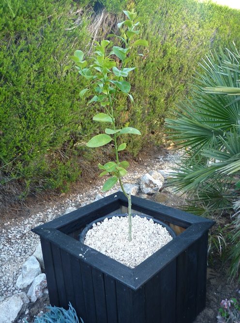 Growing a lime tree in pot