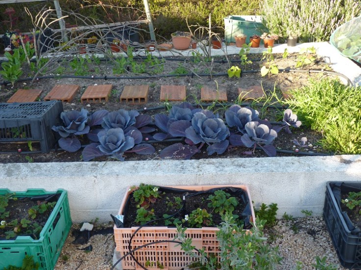 Raised veg area - March 2019